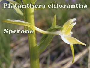 platanthera